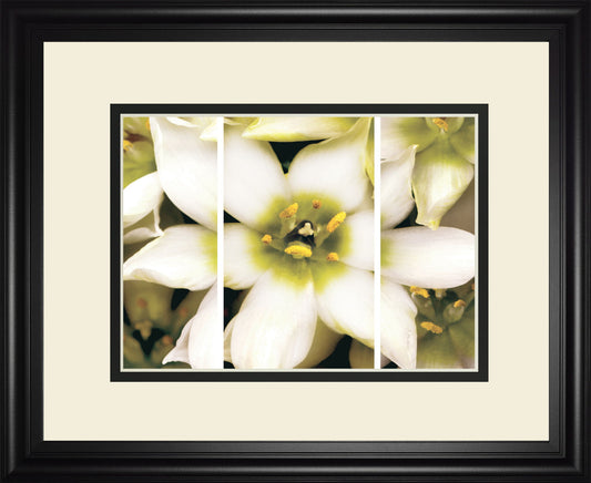 Star Of Bethlehem Triptych By Levine A. - Beige