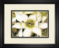 Star Of Bethlehem Triptych By Levine A. - Beige