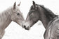 Gentle Herd By Danita Delimont - Gray
