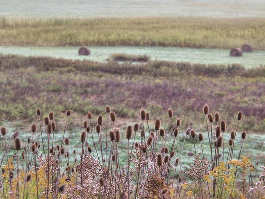 Roadside Beauty By Lori Deiter (Framed Small) - Purple