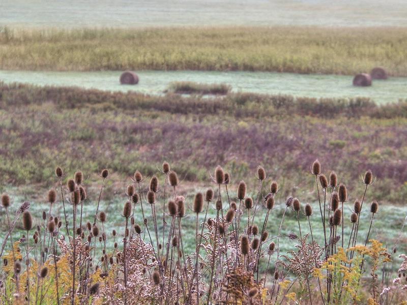 Roadside Beauty By Lori Deiter (Framed) - Purple