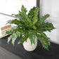 Verdure Fern - In Glazed Pot - White