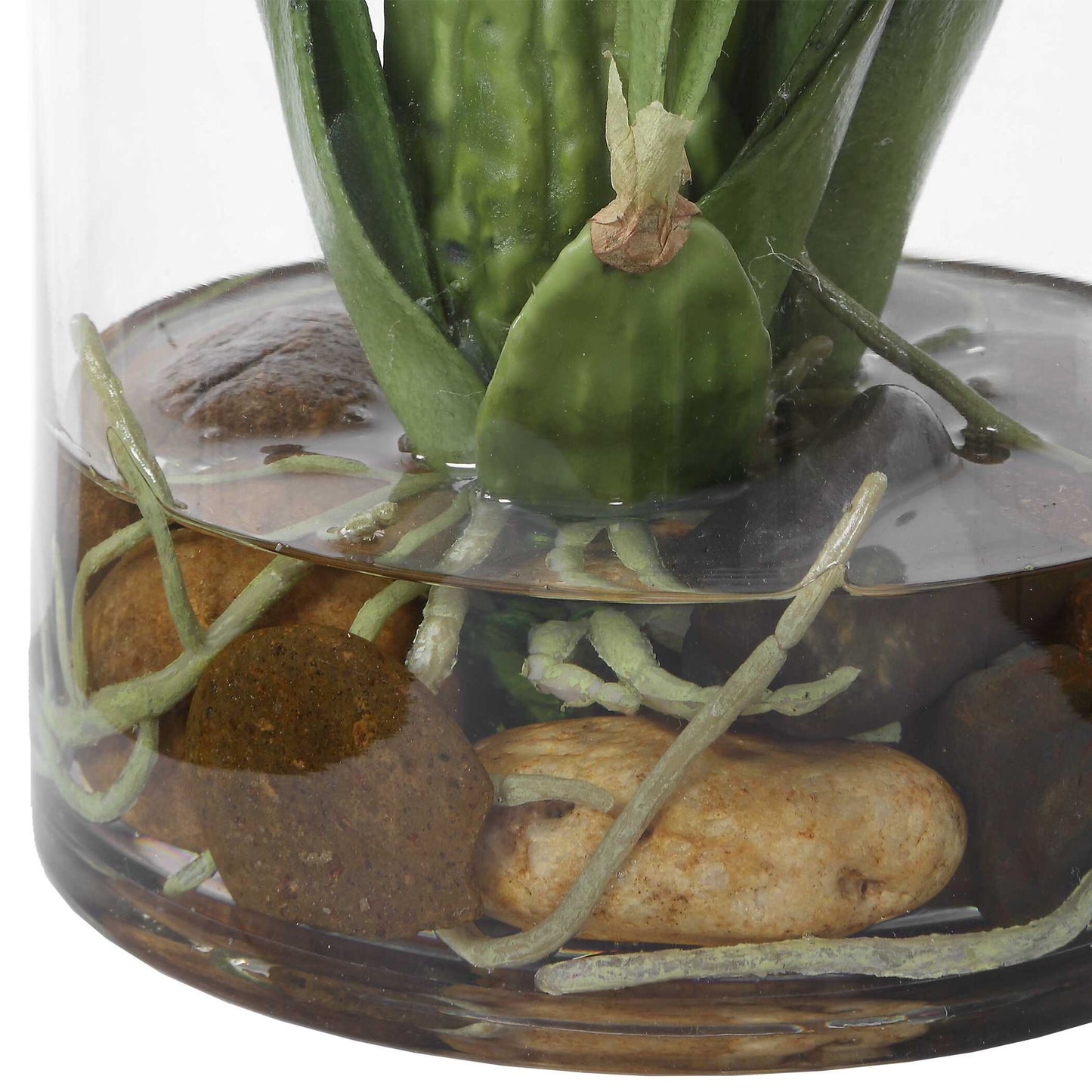 Spider - Orchid In Glass Vase - Green,Pink,Yellow