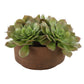 Sable Succulent - Accent In Pot - Brown / Green