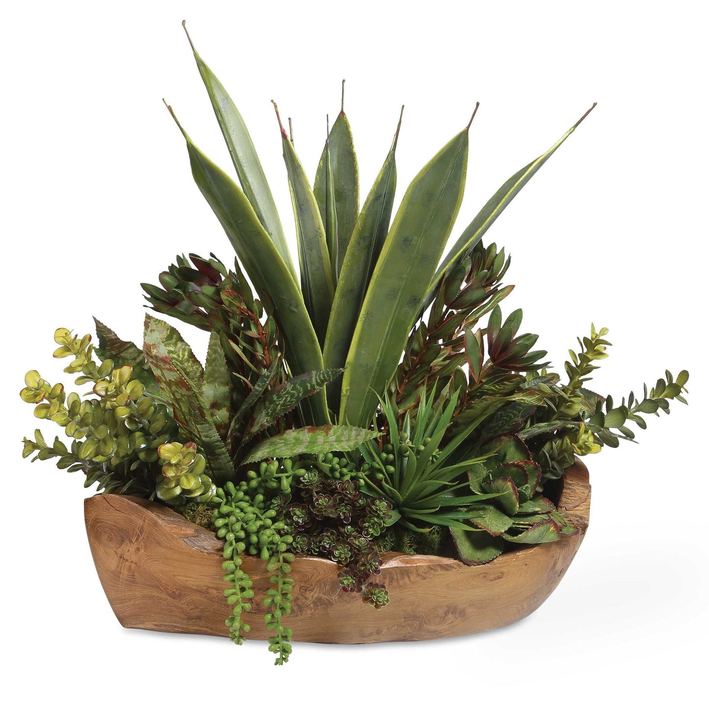 Salar - Succulents In Teak Bowl - Light Brown