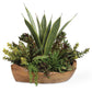 Salar - Succulents In Teak Bowl - Light Brown