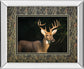 White Tail Buck By Tony Campbell Double Matted - Mirror Framed Print Wall Art - Black