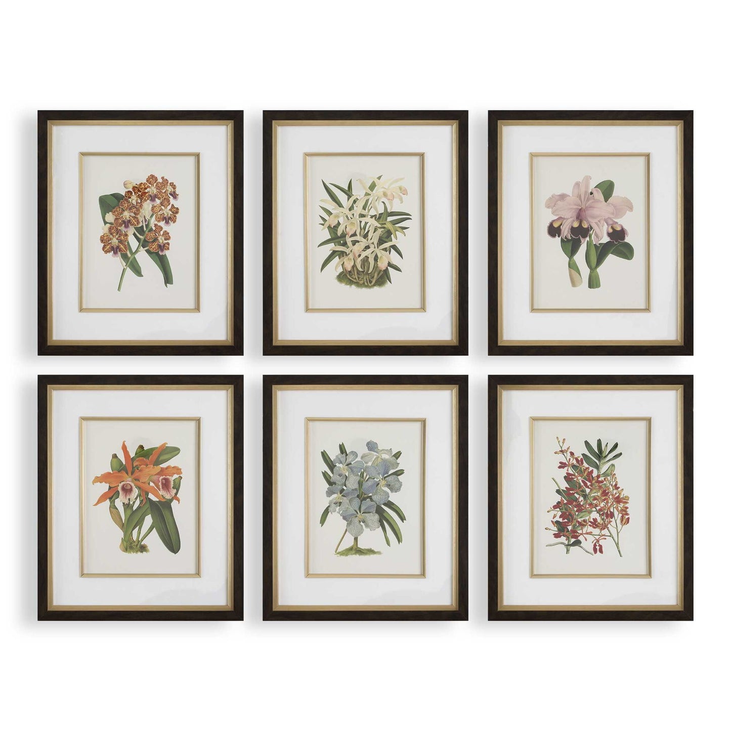 Orchid - Botanical Framed Prints (Set of 6) - Black / Blue / Gold / Green / Orange / Pink / Purple / Red