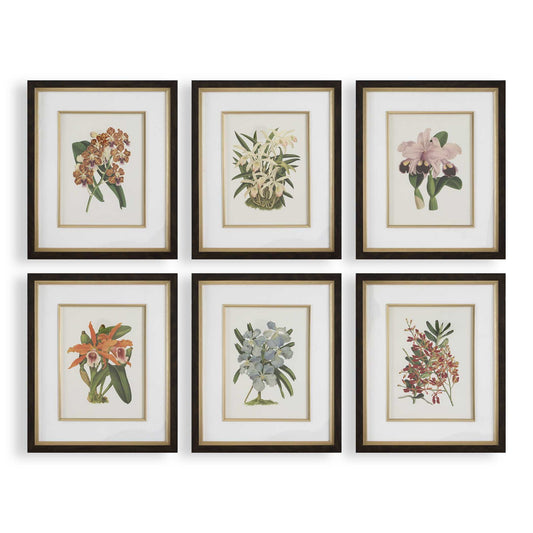 Orchid - Botanical Framed Prints (Set of 6) - Black / Blue / Gold / Green / Orange / Pink / Purple / Red