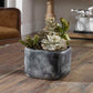 Alverio - Desert Garden Succulents - Pearl Silver
