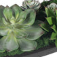Verde - Succulent Centerpiece In Bowl - Black / Green