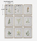 Botanical Flowers - Framed Prints (Set of 9)