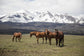 Horse Perspective By Piddix (Framed) - Green