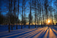 Tempered Glass With Foil - Sunset Forrest - Blue