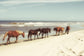 Framed - Horses On The Beach By Kathy Mansfield - Blue