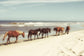 Framed Small - Horses On The Beach By Kathy Mansfield - Light Blue