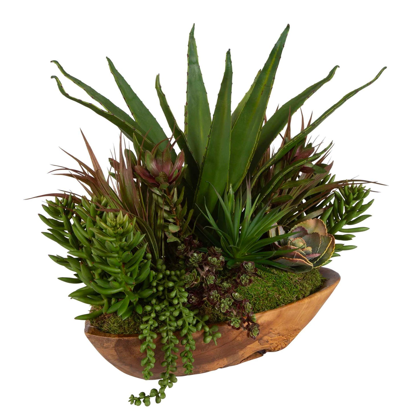 Salar - Succulents In Teak Bowl - Light Brown
