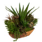 Salar - Succulents In Teak Bowl - Light Brown