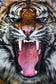 Small - Angry Tiger - Dark Gray