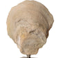 Oyster - Shell Sculptures (Set of 2) - Beige