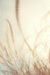 Beach Grass By Bill Carson Photography (Framed) - Beige