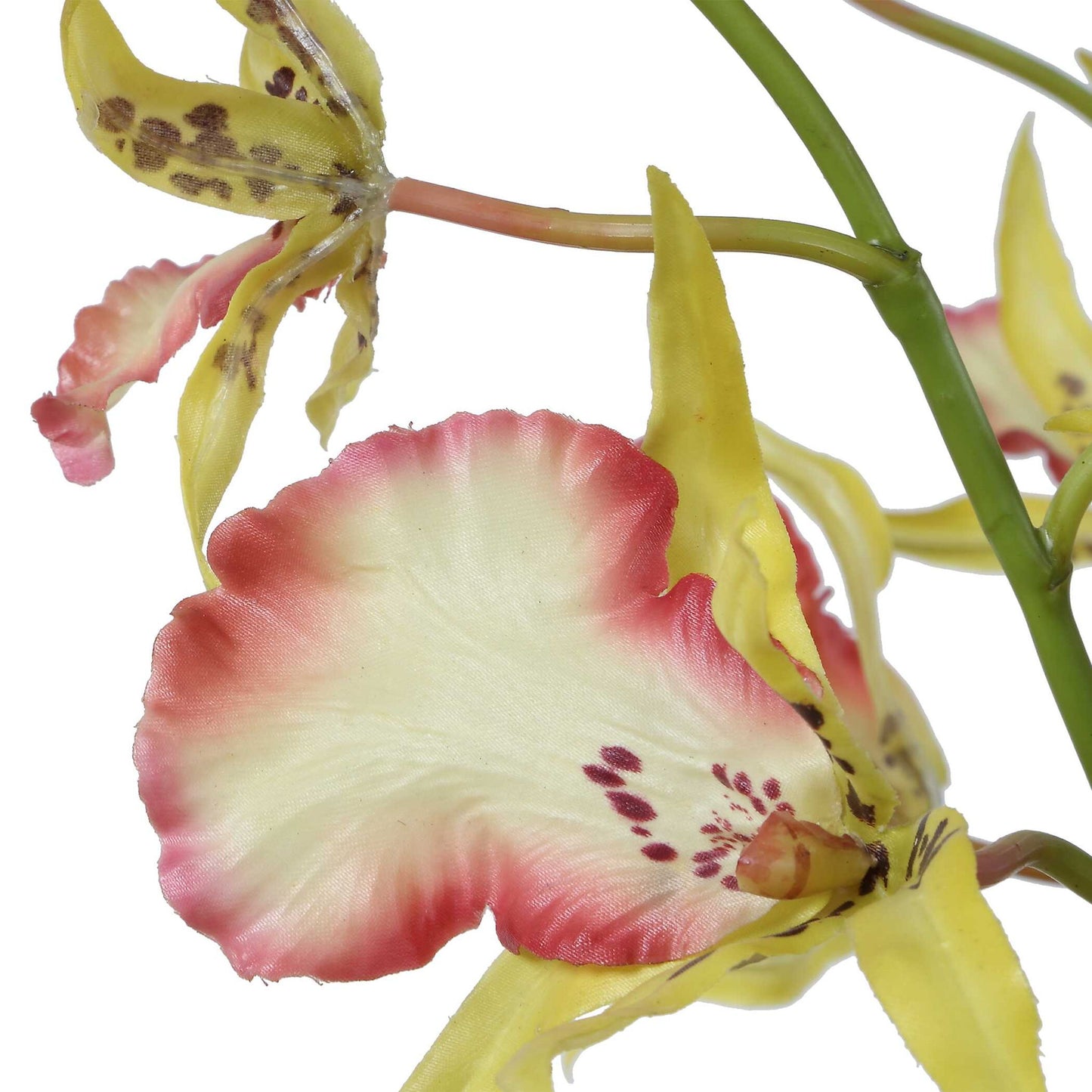 Spider - Orchid In Glass Vase - Green,Pink,Yellow