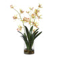 Spider - Orchid In Glass Vase - Green,Pink,Yellow