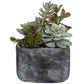 Alverio - Desert Garden Succulents - Pearl Silver