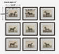Equine Dynasty - Framed Prints (Set of 9)
