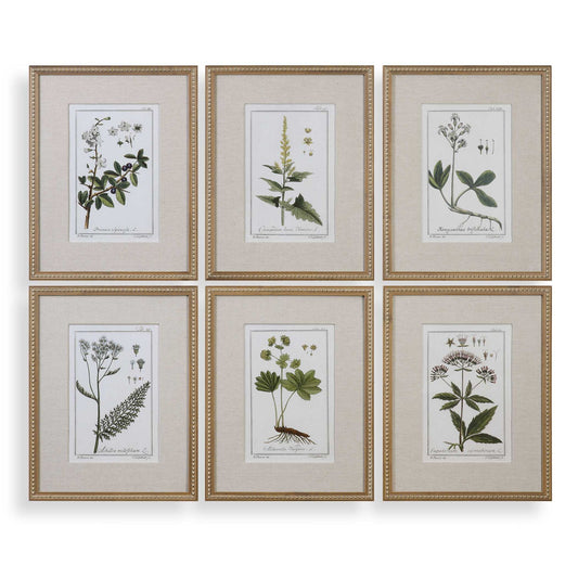 Green Floral Botanical Study - Prints (Set of 6) - Green