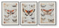 Jossletts - Wall Art Set (Set of 3) - Orange / Black / Ivory