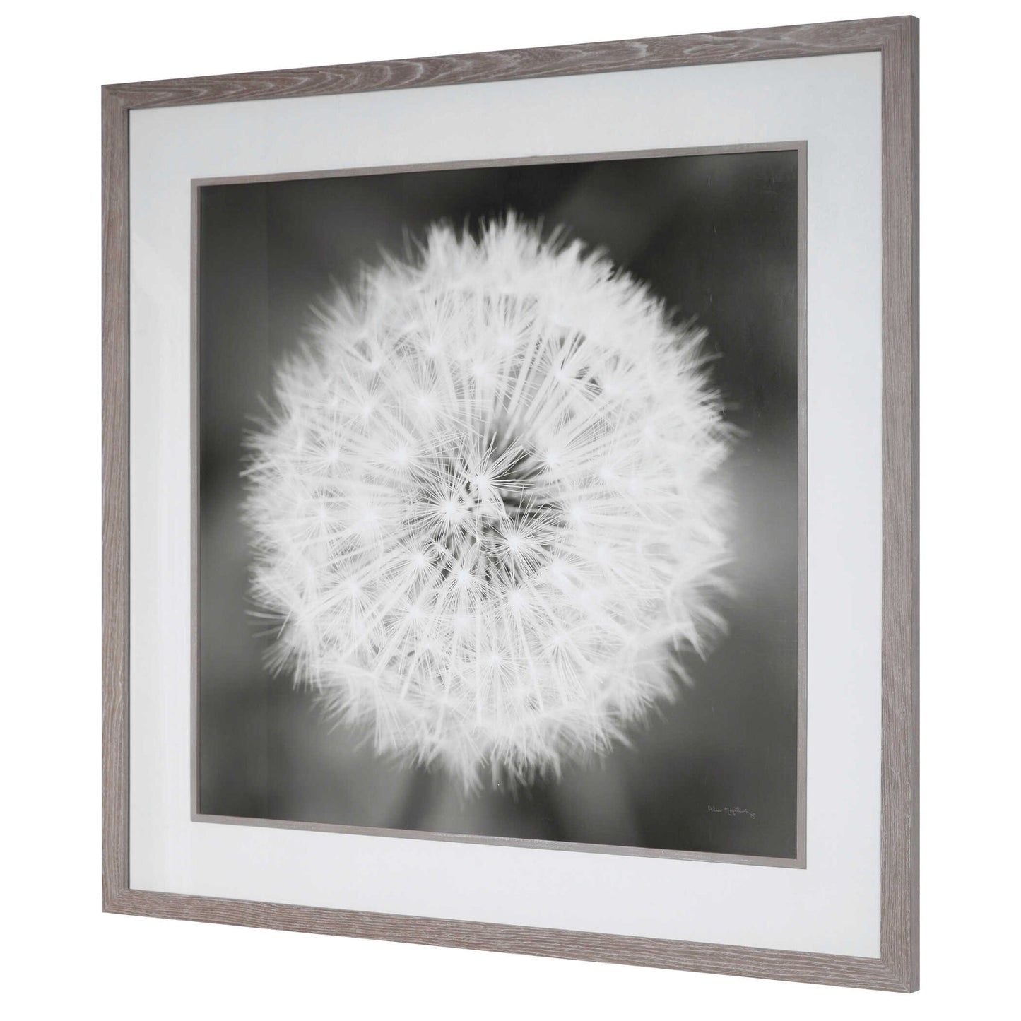 Dandelion Seedhead - Framed Print - Black