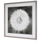 Dandelion Seedhead - Framed Print - Black