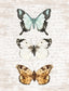 Framed - Butterfly Trio By Lettered & Lined