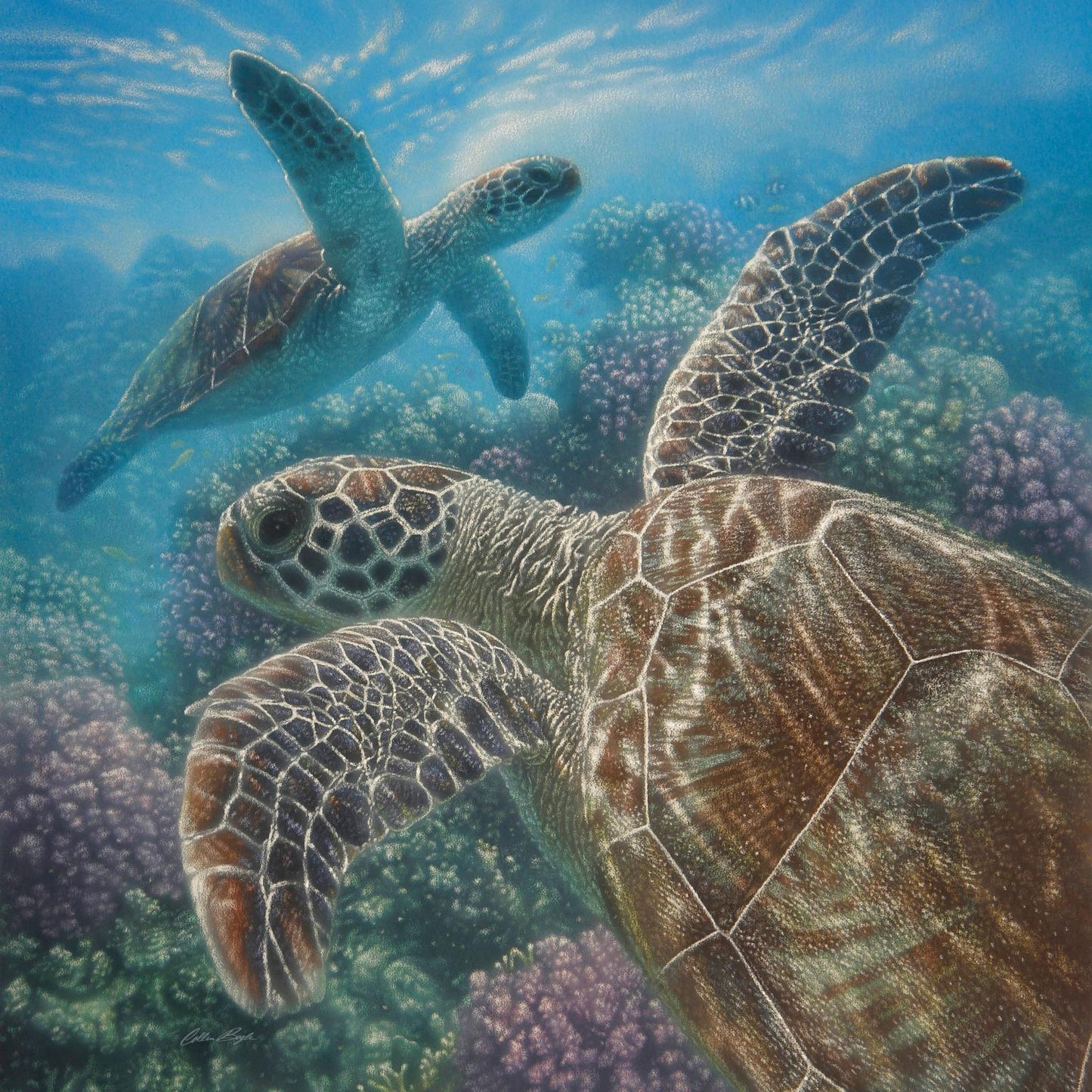 Framed Small - Sea Turtles By Collin Bogle - Blue