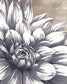 Charming Floral I By Dogwood Portfolio - Dark Gray