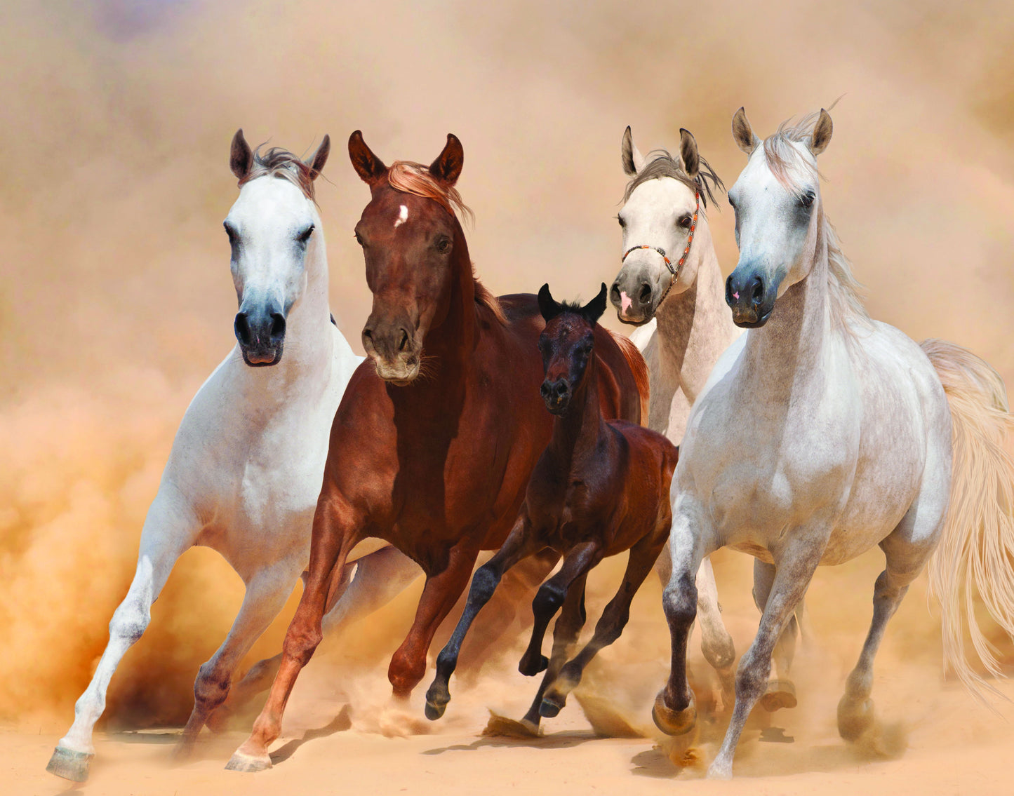 Framed Small - Four Horses - Beige