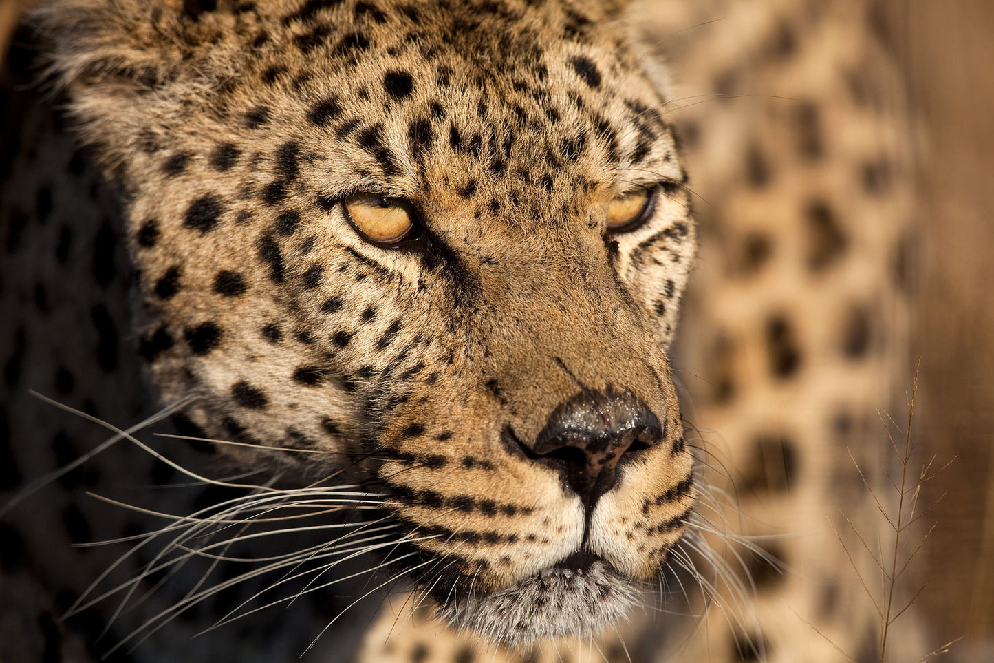 Small - Cheetah Stare By Jimmy'z