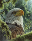 Small - Bald Eagle By Collin Bogle - Green