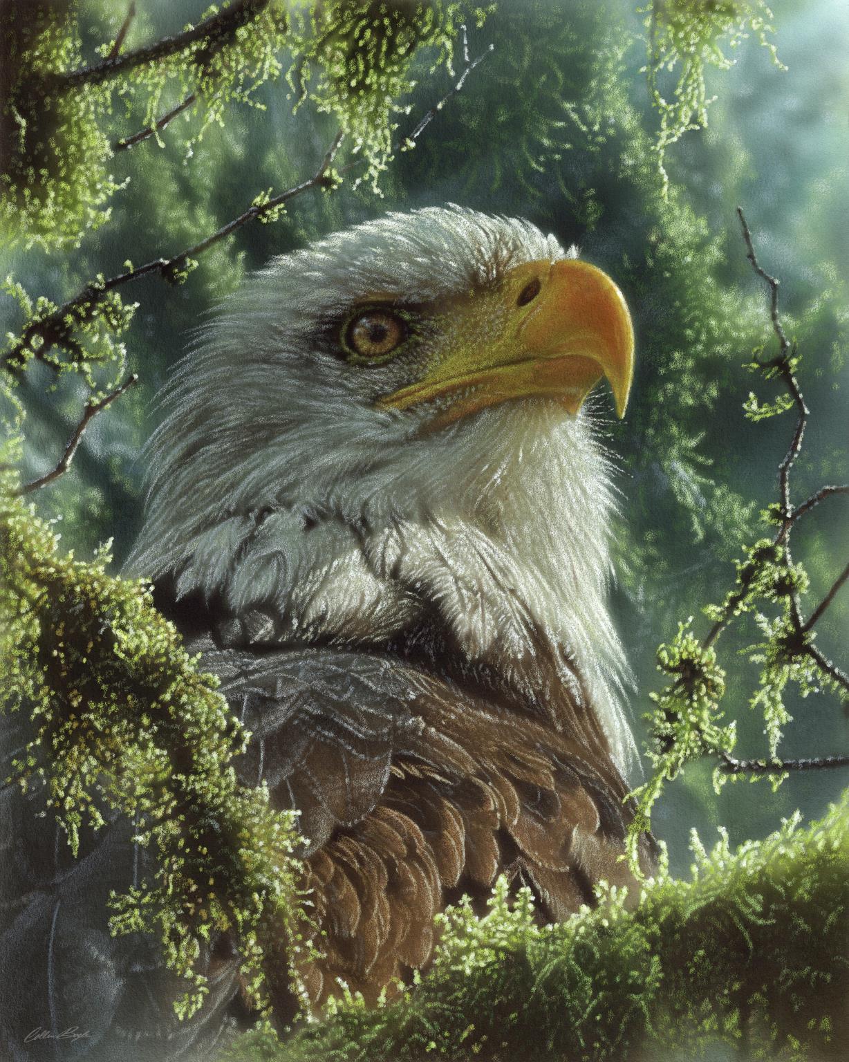 Framed - Bald Eagle By Collin Bogle - Green