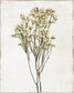 Framed Small - Farmhouse Pressed Flower II By Natalie Carpentieri - Pearl Silver