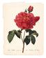 Framed - Red Botanical IIi By Carol Robinson