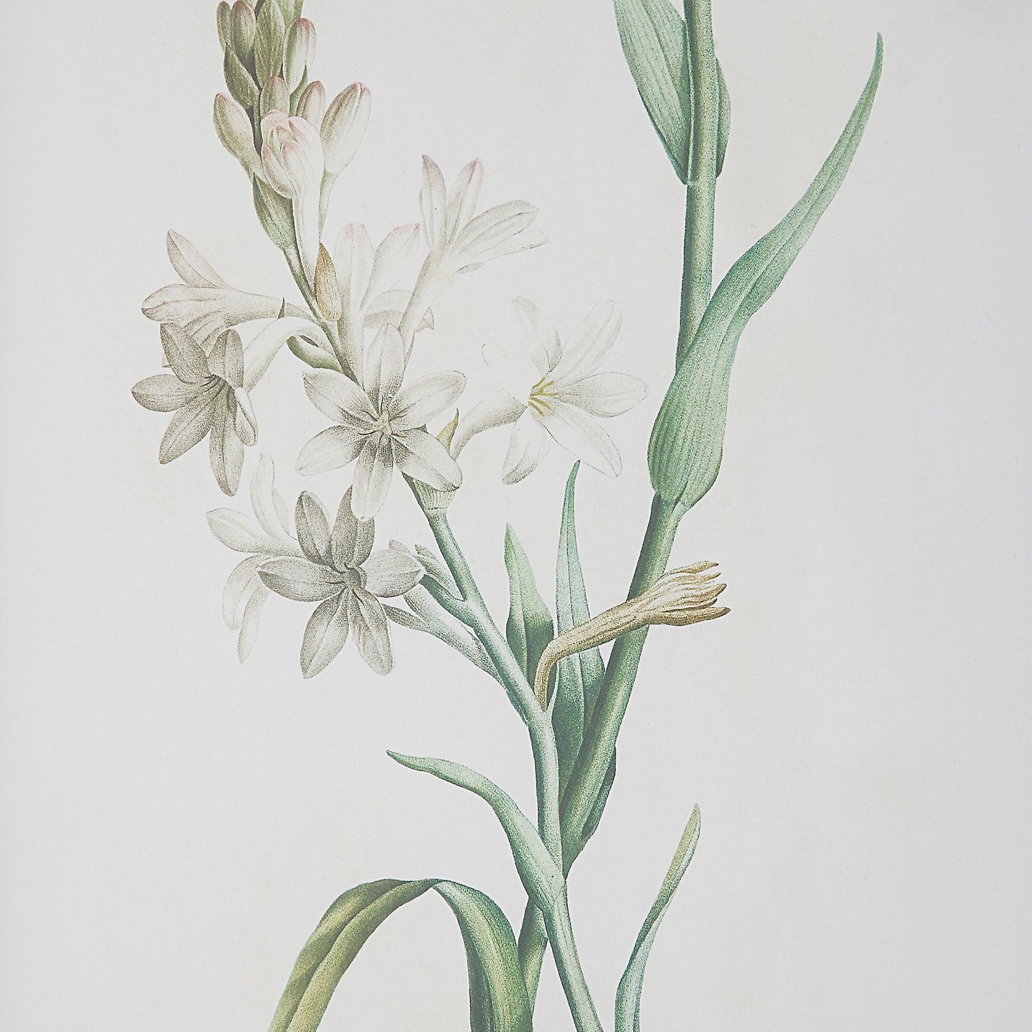 Heirloom Blooms - Study Framed Prints (Set of 4) - Green