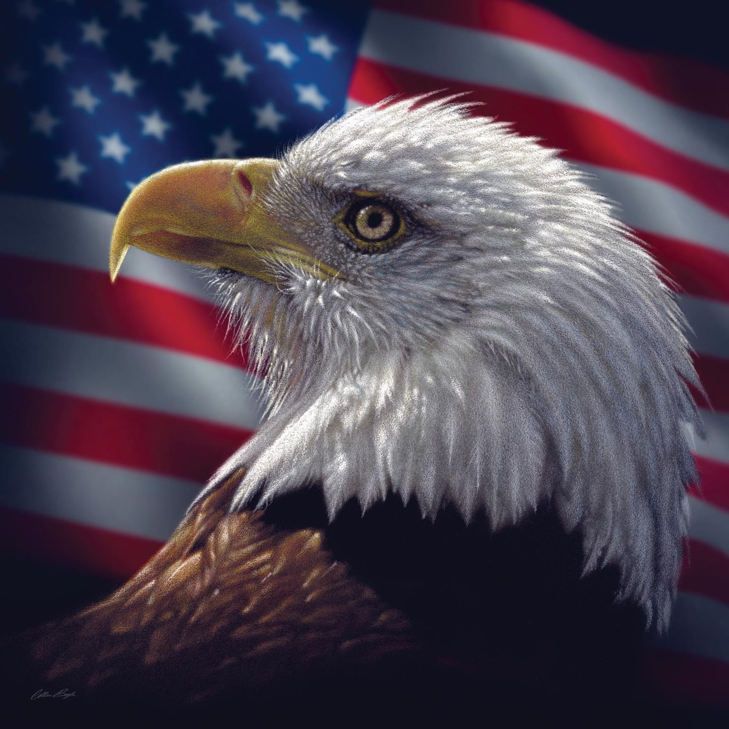 Framed - American Bald Eagle By Collin Bogle - Dark Brown