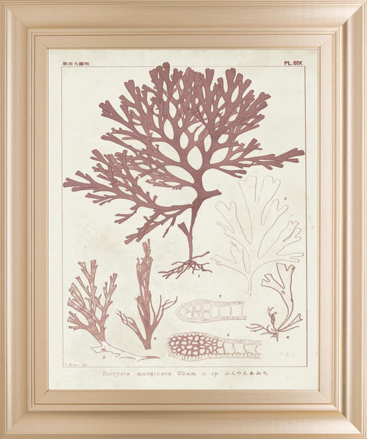 22x26 Antique Coral Seaweed II By Vision Studio - Pink