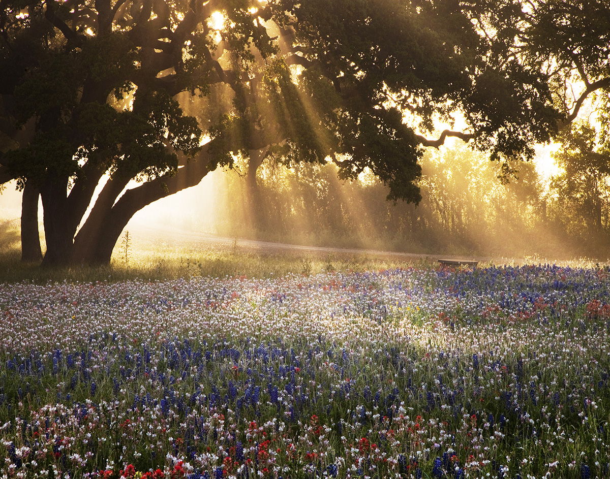 Small - Morning Meadow Sunrise By Danita Delimont