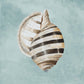 Framed - Modern Shell On Teal I By Patricia Pinto