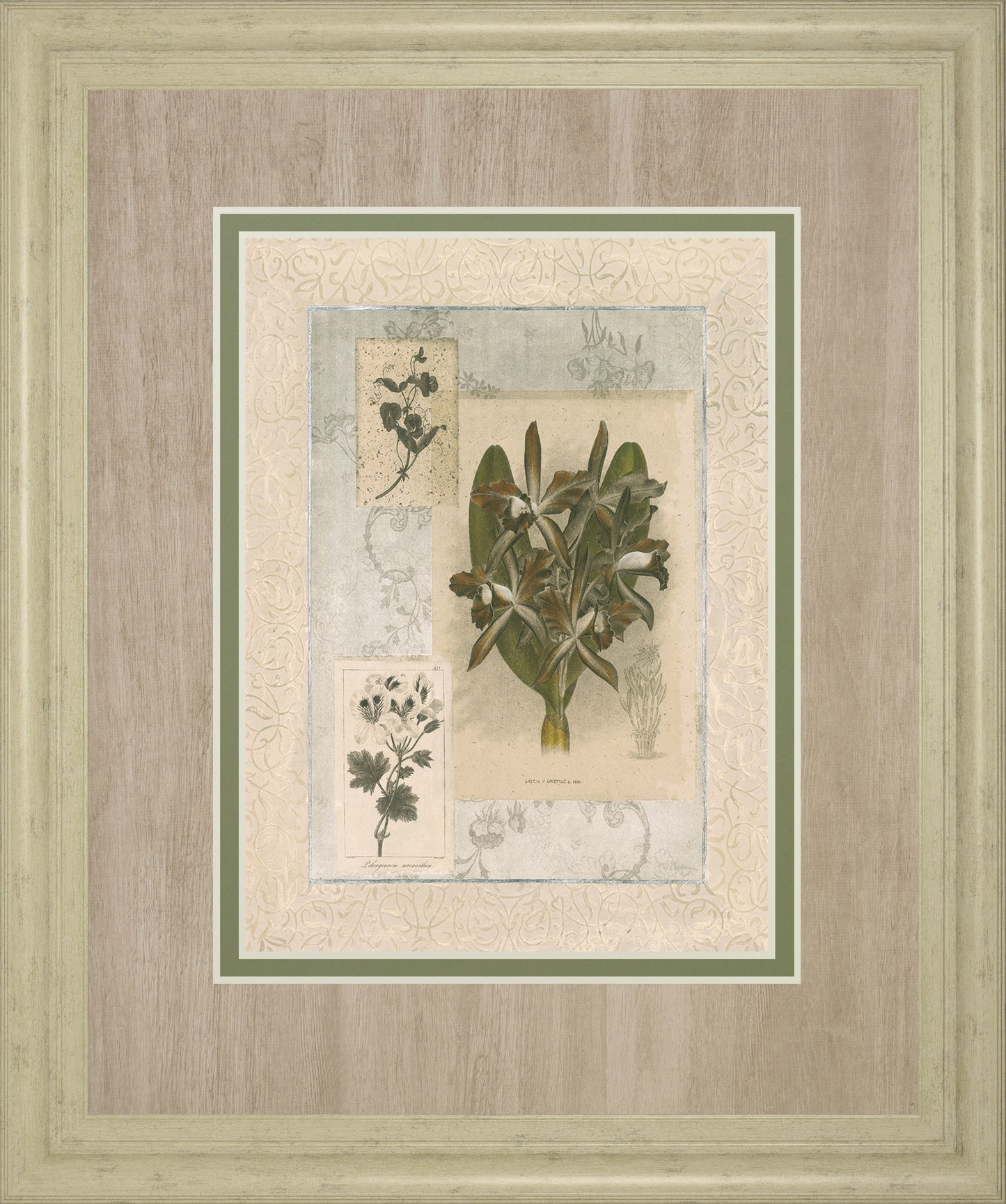 Histoire Du Orchid VII By Carney - Framed Print Wall Art - Green