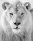 Small - Black And White Lion