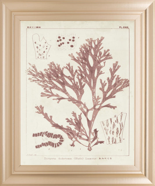 22x26 Antique Coral Seaweed I By Vision Studio - Pink